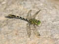 Kleine Zangenlibelle / Small Pincertail / Onychogomphus forcipatus