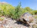 Maurische Landschildkröte / Spur-thighed Tortoise / Testudo graeca