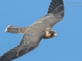 Schieferfalke / Sooty Falcon / Falco concolor