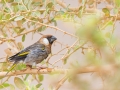 Sokotragimpel / Socotra Golden-winged Grosbeak / Rhynchostruthus socotranus