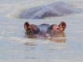 Flusspferd / Common Hippopotamus / Hippopotamus amphibius