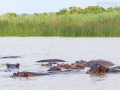 Flusspferd / Common Hippopotamus / Hippopotamus amphibius