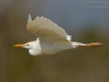 Kuhreiher / Western Cattle Egret / Bubulcus ibis