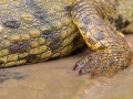 Nilkrokodil / Nile Crocodile / Crocodylus niloticus