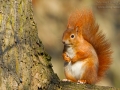 Eichhörnchen, Sciurus vulgaris, red squirrel, Eurasian red squirrel, ardilla roja, écureuil d'Eurasi, écureuil roux