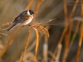 Rohrammer, Reed Bunting, Emberiza schoeniclus, Bruant des roseaux, Escribano Palustre