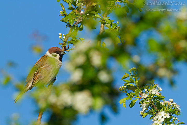 Feldsperling, Eurasian Tree Sparrow, Tree Sparrow, Passer montanus, Moineau friquet, Gorrión Molinero