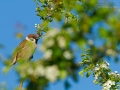 Feldsperling, Eurasian Tree Sparrow, Tree Sparrow, Passer montanus, Moineau friquet, Gorrión Molinero