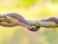 Äskulapnatter / Aesculapian Snake / Zamenis longissimus