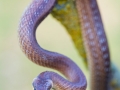 Äskulapnatter / Aesculapian Snake / Zamenis longissimus