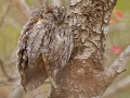 Afrika-Zwergohreule, Afrika Zwergohreule. African Scops Owl, Otus senegalensis