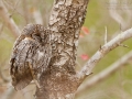Afrika-Zwergohreule, Afrika Zwergohreule. African Scops Owl, Otus senegalensis