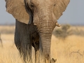 afrikanischer_elefant_5dmk3_07987