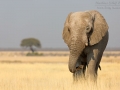 afrikanischer_elefant_5dmk3_08159