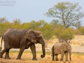 afrikanischer_elefant_5dmk3_10170