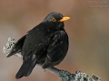 Amsel, Blackbird, Eurasian Blackbird, Common Blackbird, Turdus merula, Merle noir, Mirlo Común