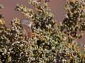 Atlasgrasmücke, Tristram's Warbler, Sylvia deserticola, Fauvette de l'Atlas, Curruca Desertícola, Curruca de Tristram