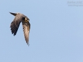 Baumfalke, Eurasian Hobby, Falco subbuteo