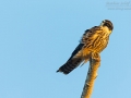 Baumfalke, Eurasian Hobby, Falco subbuteo
