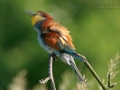 Bienenfresser, European Bee-eater, Merops apiaster