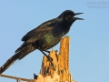 Bootschwanzgrackel, Boat-tailed Grackle, Quiscalus major