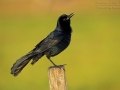 Bootschwanzgrackel, Boat-tailed Grackle, Quiscalus major