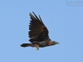 Borstenrabe, Fan-tailed Raven, Corvus rhipidurus, Corbeau à queue courte, Cuervo Hurraco