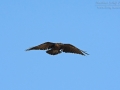 Borstenrabe, Fan-tailed Raven, Corvus rhipidurus, Corbeau à queue courte, Cuervo Hurraco