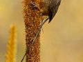 Braunflügel-Mausvogel, Speckled Mousebird,  Colius striatus