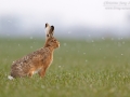 Feldhase / European Hare / Lepus europaeus