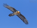 Bartgeier / Bearded Vulture / Gypaetus barbatus