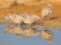 Arabisches Wüstenhuhn / Sand Partridge / Ammoperdix heyi