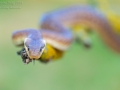 Äskulapnatter, Zamenis longissimus / Elaphe longissima / Aesculapian snake