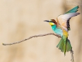 Bienenfresser / European Bee-eater / Merops apiaster