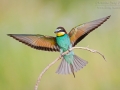 Bienenfresser / European Bee-eater / Merops apiaster