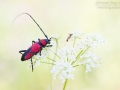 Bockkäfer / Longhorn Beetle