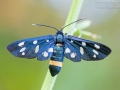Weißfleck-Widderchen / Nine-spotted moth / Amata phegea
