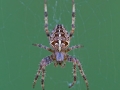 Gartenkreuzspinne / European Garden Spider / Araneus diadematus