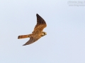 Turmfalke / Kestrel / Falco tinnunculus