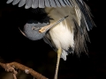 Dreifarbenreiher, Tricolored Heron, Louisiana Heron, Egretta tricolor, Aigrette tricolore, Garceta Tricolor