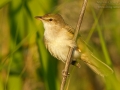 Great Reed Warbler, Great Reed-Warbler, Acrocephalus arundinaceus, Rousserolle turdoïde, Carricero Tordal