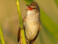 Great Reed Warbler, Great Reed-Warbler, Acrocephalus arundinaceus, Rousserolle turdoïde, Carricero Tordal
