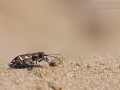 Dünen-Sandlaufkäfer / Northern Dune Tiger Beetle / Cicindela hybrida