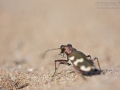 Dünen-Sandlaufkäfer / Northern Dune Tiger Beetle / Cicindela hybrida