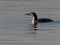Eistaucher, Great Northern Diver, Common Loon,  Black-billed Loon, Great Northern Loon, Gavia immer, Plongeon imbrin, Colimbo Grande