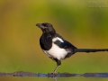 Elster, Eurasian Magpie, Pica pica