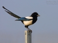 Elster, Eurasian Magpie, Pica pica