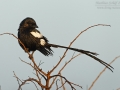 Elsterwürger, Magpie Shrike, Corvinella melanoleuca