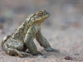 Erdkröte / Common Toad / Bufo bufo