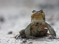 Erdkröte / Common Toad / Bufo bufo